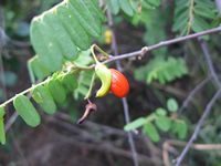 Rourea orientalis fruit3-t.JPG